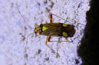 Rhabdomiris striatellus