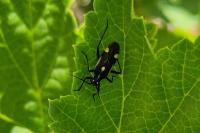 Capsodes sulcatus