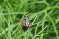 Capsus ater