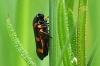 Cercopis intermedia