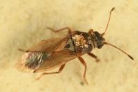 Cymus melanocephalus