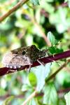 Rhaphigaster nebulosa