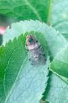Cixius nervosus