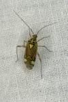 Rhabdomiris striatellus