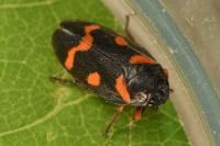 Cercopis intermedia