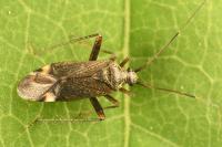 Closterotomus fulvomaculatus
