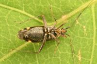 Closterotomus fulvomaculatus