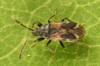 Taphropeltus contractus