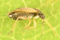 Plesiodema pinetella