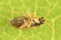 Plesiodema pinetella
