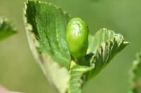 Tetraneura ulmi
