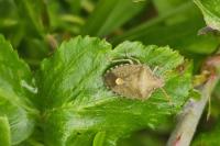 Peribalus strictus