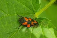 Cercopis vulnerata