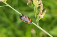 Cercopis intermedia