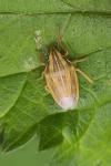 Aelia acuminata