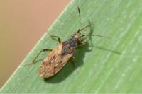 Pachybrachius fracticollis
