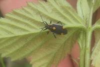 Capsodes flavomarginatus