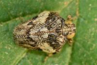 Issus coleoptratus