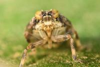 Issus coleoptratus
