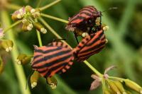 Graphosoma italicum