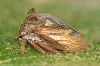 Centrotus cornutus