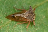 Centrotus cornutus