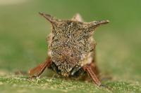 Centrotus cornutus