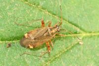 Closterotomus fulvomaculatus