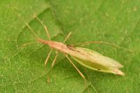 Berytinus hirticornis