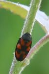 Cercopis vulnerata