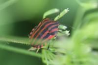Graphosoma italicum