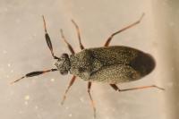 Heterocordylus italicus