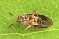 Heterocordylus italicus