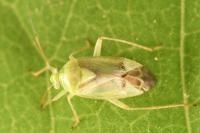 Neolygus viridis