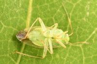 Neolygus viridis