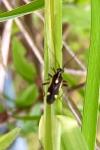 Capsodes sulcatus