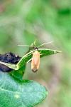 Phylus melanocephalus