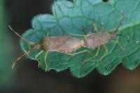 Gonocerus acuteangulatus