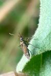 Hoplomachus thunbergii