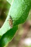 Hoplomachus thunbergii