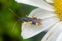 Dryophilocoris flavoquadrimaculatus