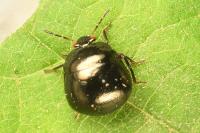 Coptosoma scutellatum