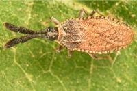 Copium clavicorne
