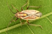 Horistus orientalis