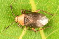 Capsus ater