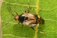 Deraeocoris flavilinea