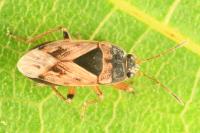 Trapezonotus ullrichi