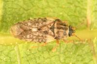 Piesma maculatum