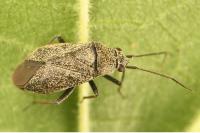 Heterocordylus tibialis