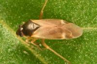 Plesiodema pinetella
